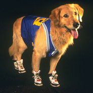 Air Bud with Wheels