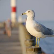 Seagull