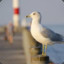 Seagull