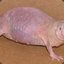 Naked Mole Rat