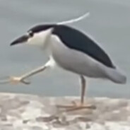 无处不在夜师傅