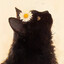 CATun