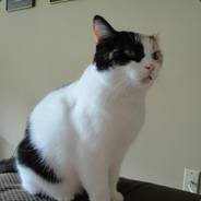 A Cat