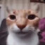 Low quality cat stare