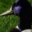 Purple Mallard