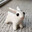 ouppy