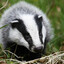 AlightBadger461