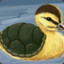 turtleduck