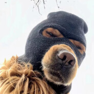 CATIORO $uicideDog$