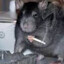 RAT FUKR