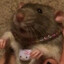 ratoose