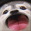 壹壹同学