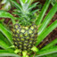 Green Pineapple