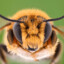 Bay Habour Beekeeper