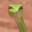 snek