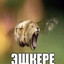Reif.
