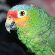 profile