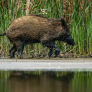 Szczepan