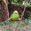 mister bird