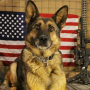 DersDogs - steam id 76561198213469713