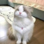 Up1lumineCat