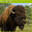 DrunkBuffalo