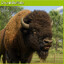 DrunkBuffalo