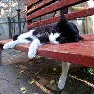 ZONIC☠西方失败