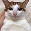 Plingus Bungus