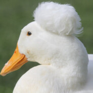 Crested duck