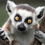 Lemur Lemi