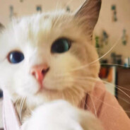 金丹是只小可爱