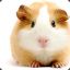 (DBC) a guinea pig