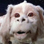 Falkor