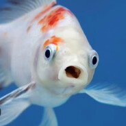 Fish avatar