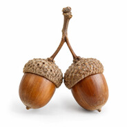 avatar Nuts