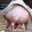 cow's nipple
