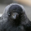 Jackdaw