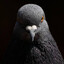 Pigeon8381