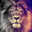 Lion King ♥