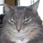 GremlinCatge