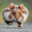 HamsterRunner