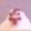 EL POLLO