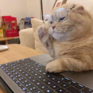 喵尾