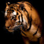 Tyrant Tiger