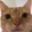 Gato Enamorado