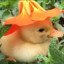 An Actual Duckling