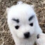 Star_Ghost