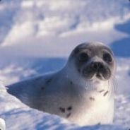 Never Say Never(The Last play)