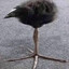 Blorbus's avatar